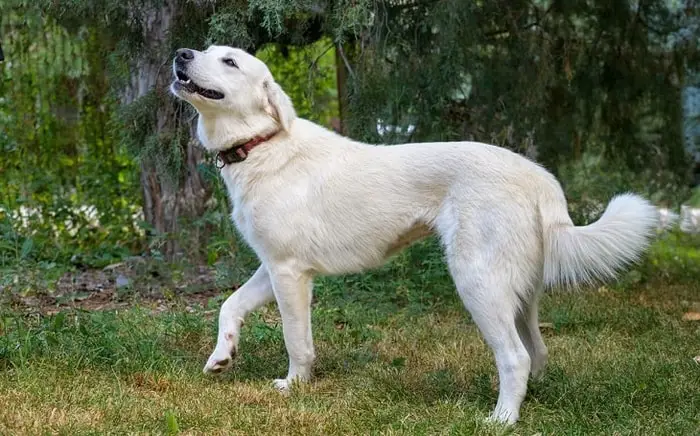Origin of Akbash Dog