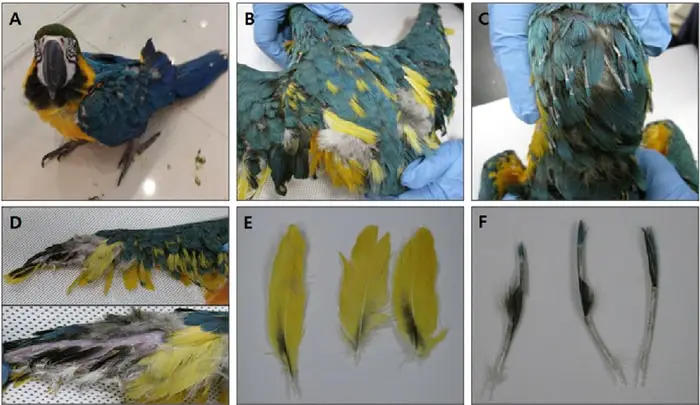 Pathogenesis of Psittacine Beak and Feather Disease