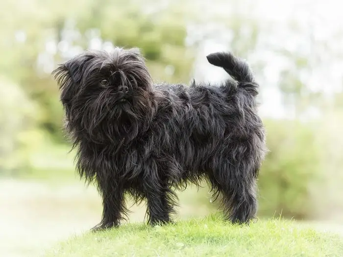 Physical Features of Affenpinscher