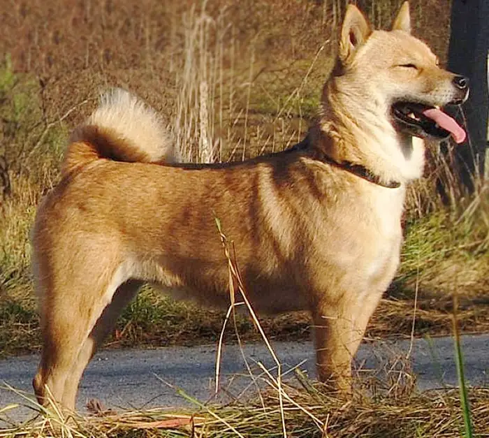 Physical Features of Ainu Dog