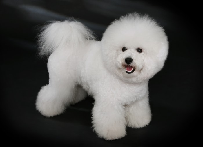 Physical Features of Bichon