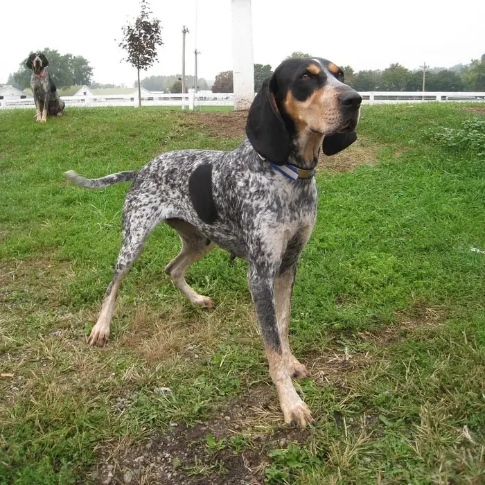 Physical Features of Bluetick Coonhound Dog