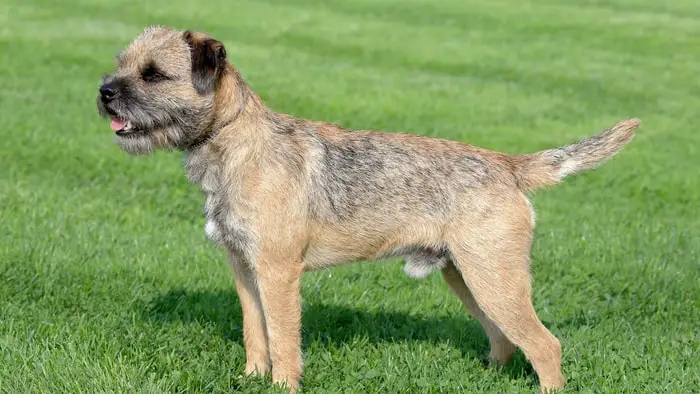 Physical Features of Border Terrier