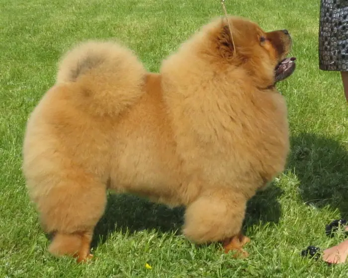 Physical Features of Chinese Chow Chow