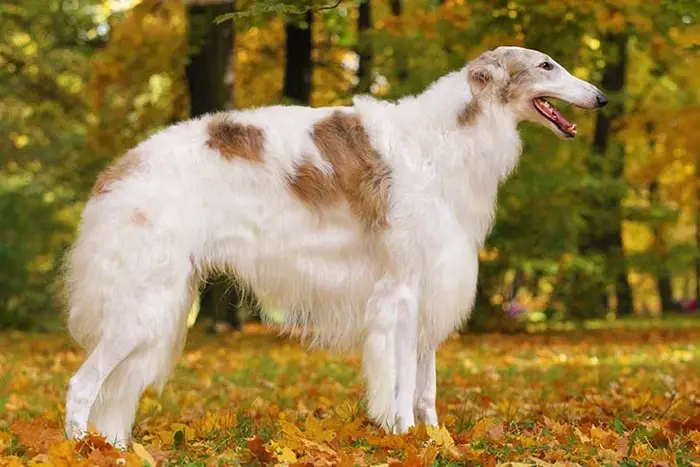 Physical Features of Russian Borzoi