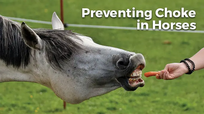 Prevention of Equine Choke