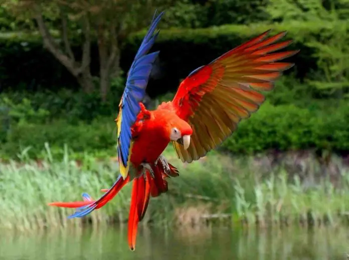 Psittacine Beak and Feather Disease