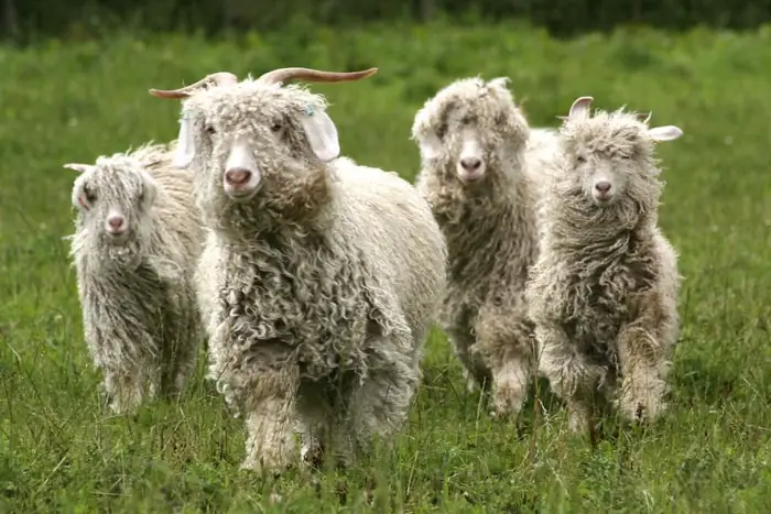 Rare Sheep Breeds