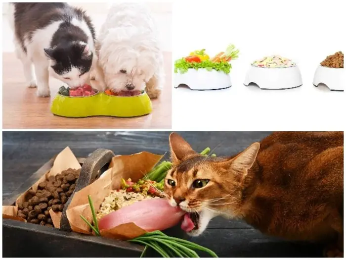 Raw Dog Food