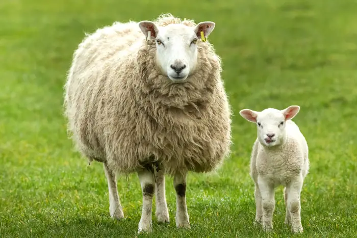 Sheep Mastitis