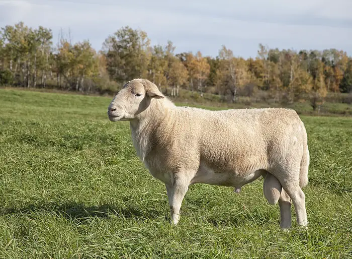 Shortwool Sheep Breeds
