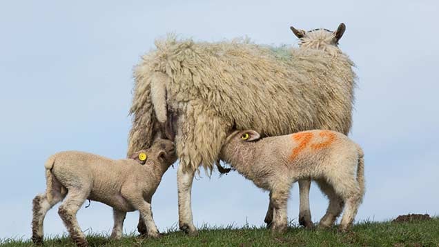 Signs of Clinical Mastitis