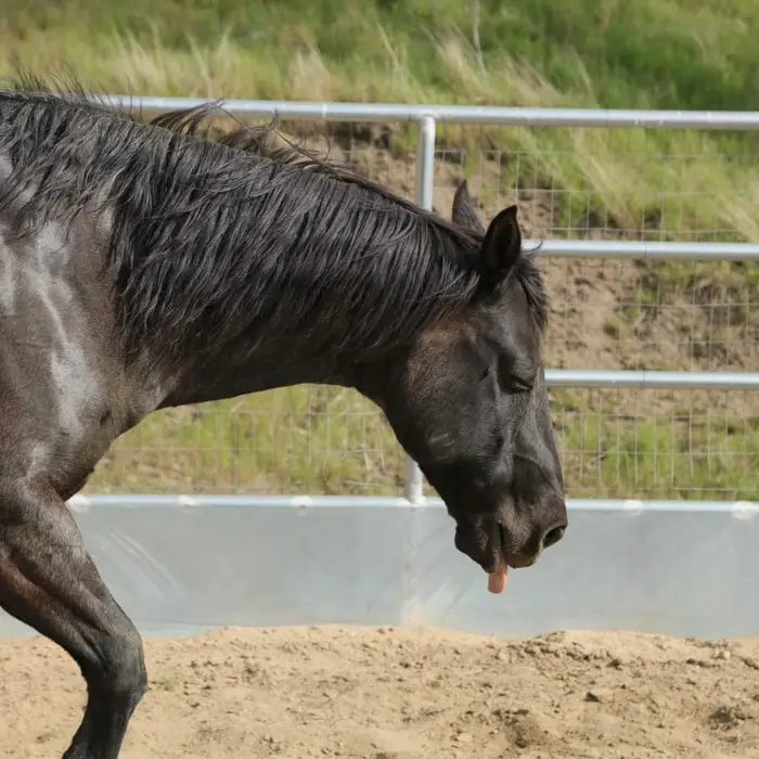 Signs of Equine Choke