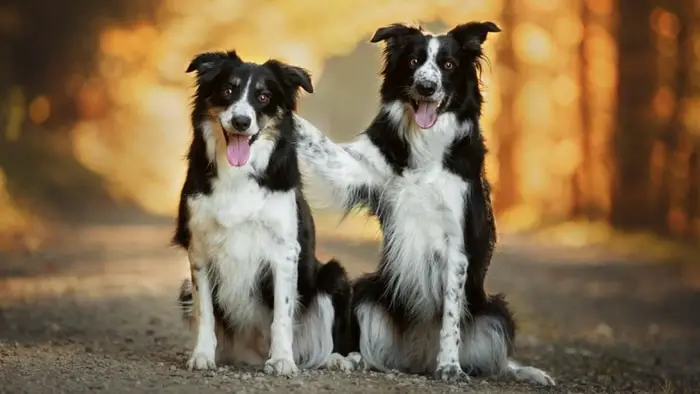 Socialization of Border Collie