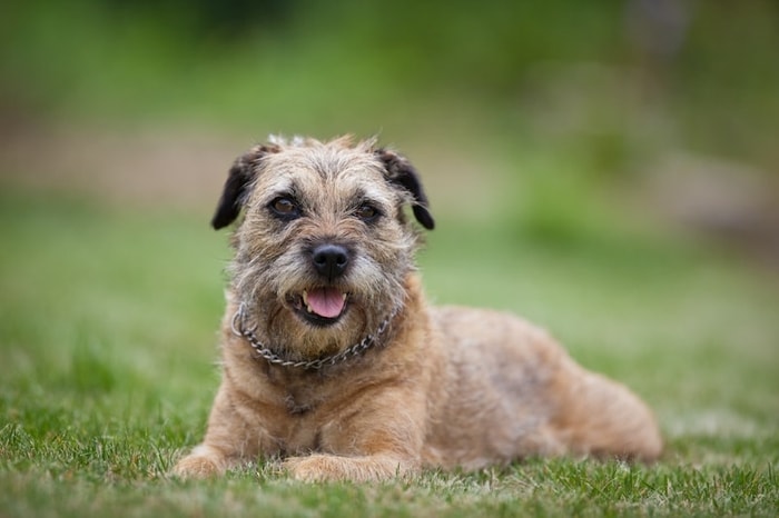 Temperament of Border Terrier Dog