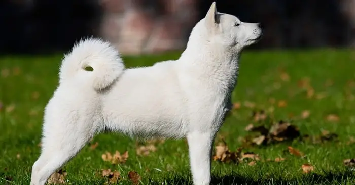 Temperament of Hokkaido Dog