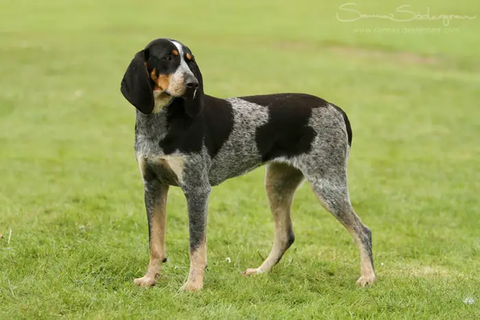 Training of Bluetick Coonhound Dog