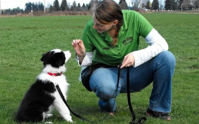 Training of Collie