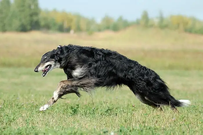 Training of Dog Borzoi