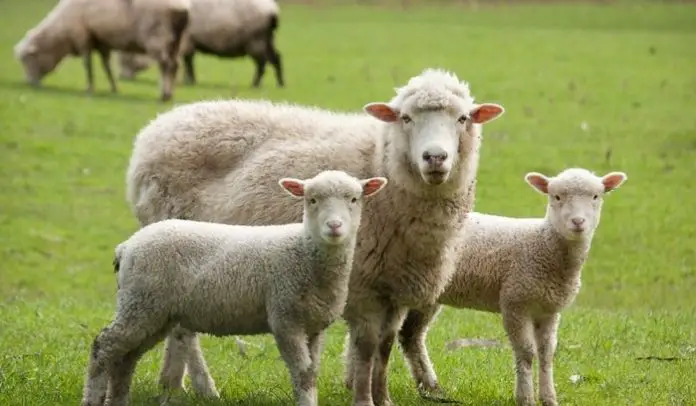 Types of Sheep Breeds