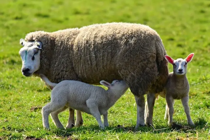 Types of Sheep