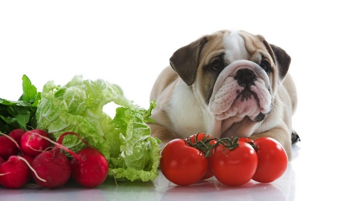 Veg Dog Food