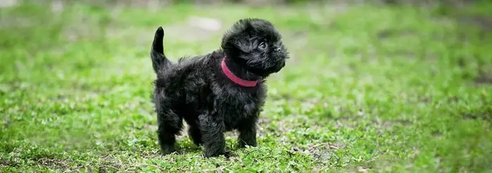 Well-behaved Affenpinscher Dog