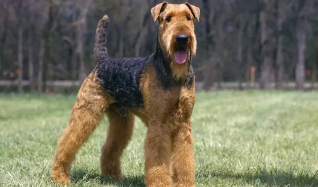Airedale Terrier Dog