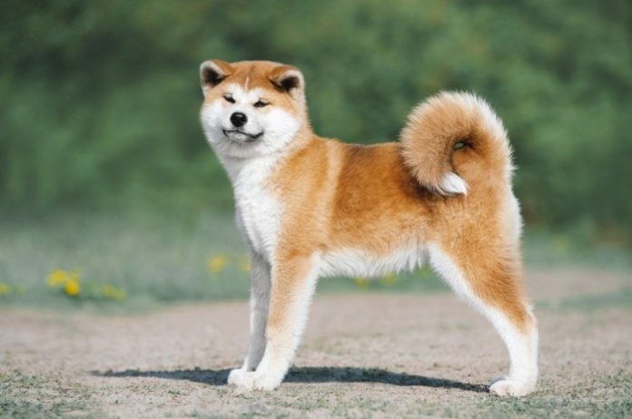 Akita Dog