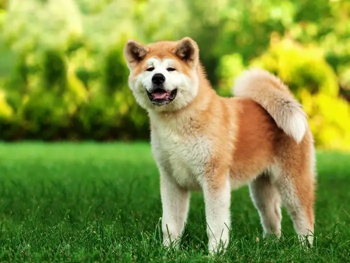 Akita Dog Breed of Japan