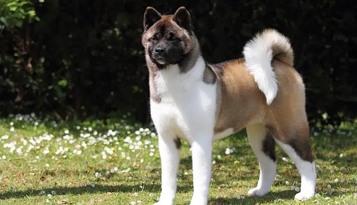 Akita Inu