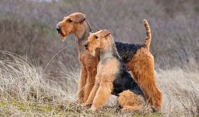 Beautiful Airedale Terrier