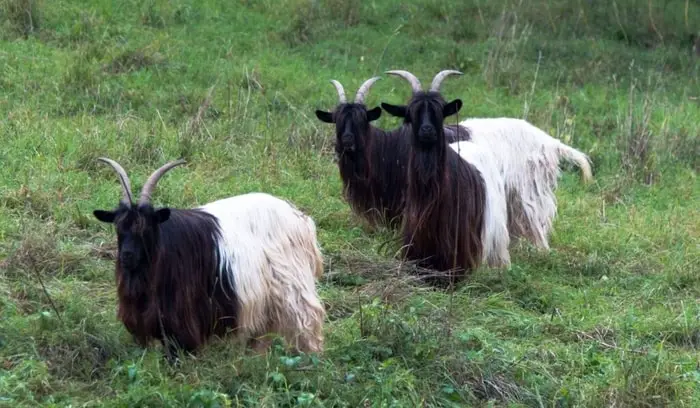 Beautiful Goats