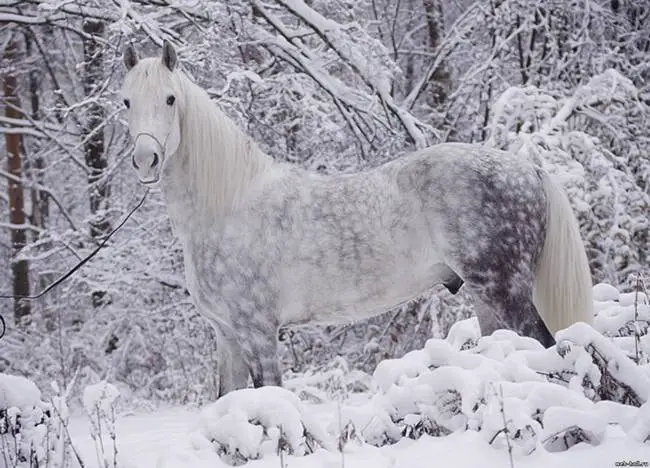 Beautiful Orlov Trotting Horse