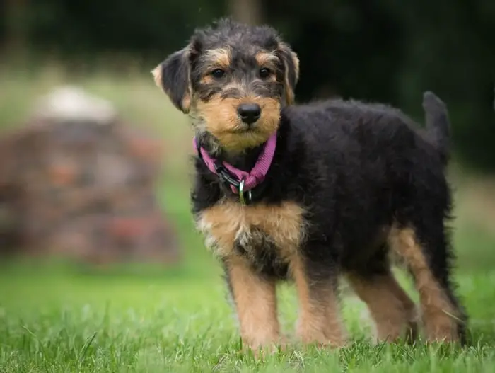 Behavior of Airedale Dog