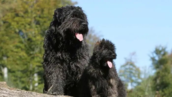 Bouvier des Flandre