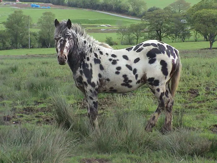 British Spotted Pony