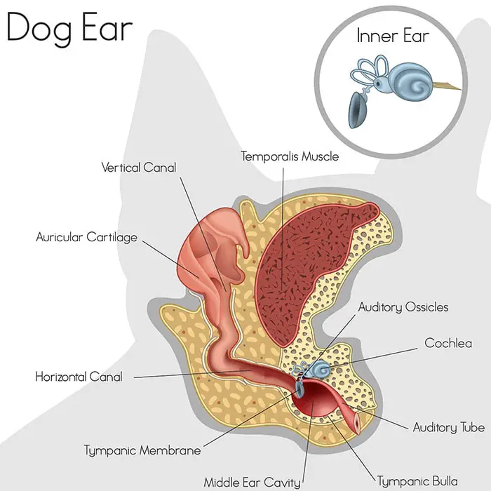 Canine Vestibular Diseases