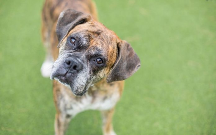 Canine Vestibular Syndrome