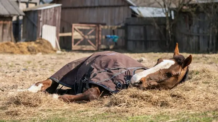 Carcass Disposal of Horse After Euthanasia