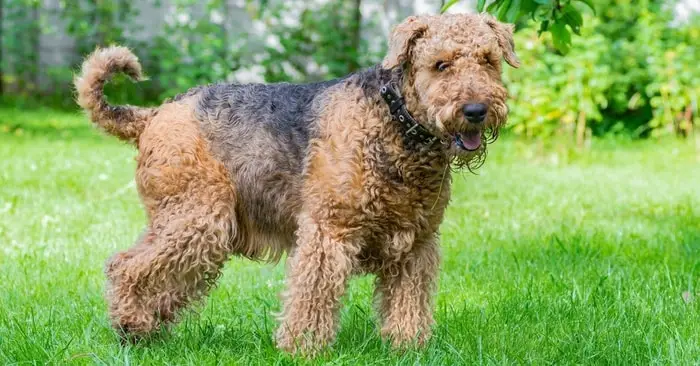 Care of Airedale Terrier Dog