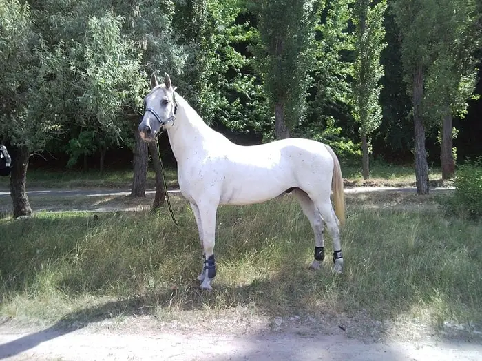 Care of Russian Trotter