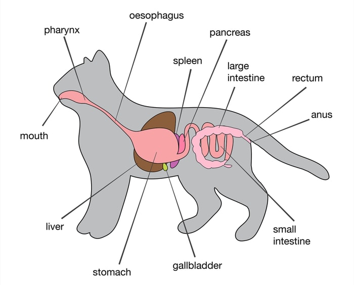 Cat Digestive System