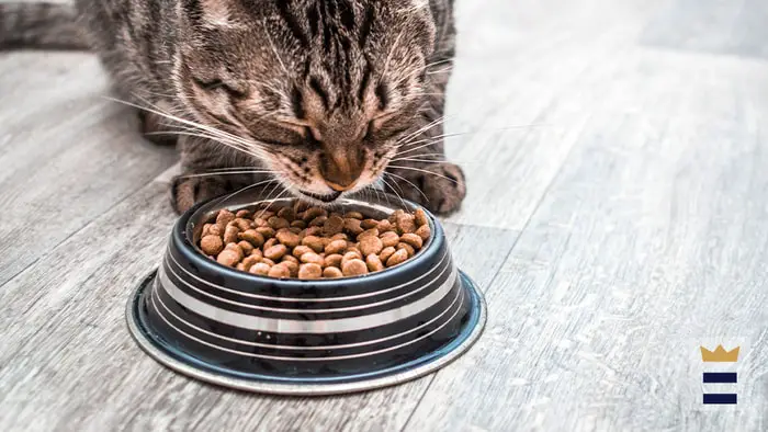Cat Food