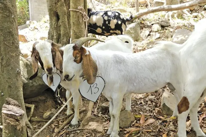 Causes of Diarrhea in Goats