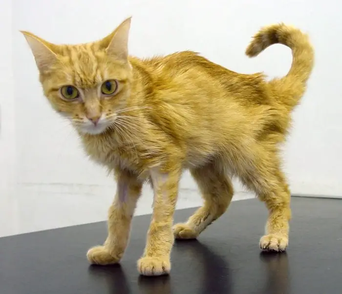 Causes of Feline Hyperthyroidism