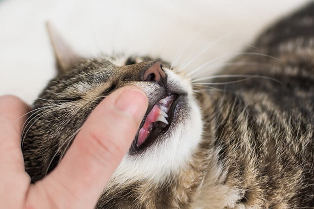 Causes of Gingivitis in Cats