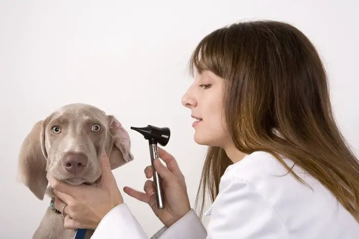 Diagnosis of Canine Vestibular Syndrome