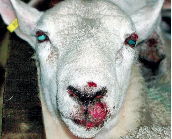 Diagnosis of Contagious Ecthyma in Sheep