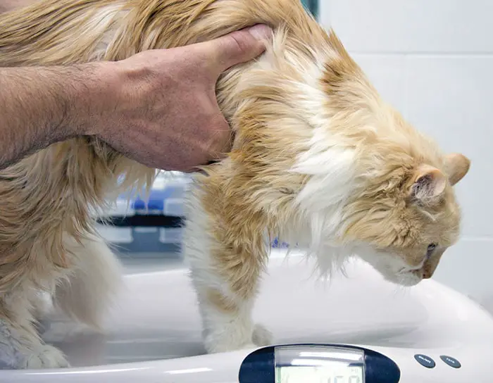 Diagnosis of Feline Hyperthyroidism